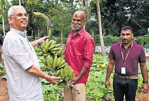 Governor Rajendra Arlekar during the harvest of crops at the Raj Bhavan