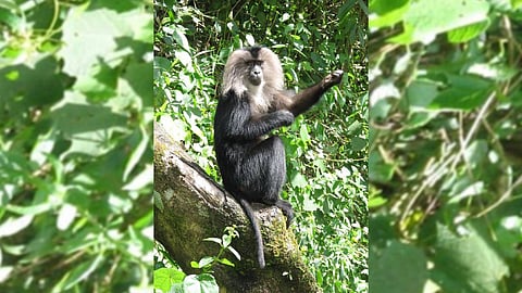 Lion Tailed Macaque (LTM) in Sharavathi Sanctuary.