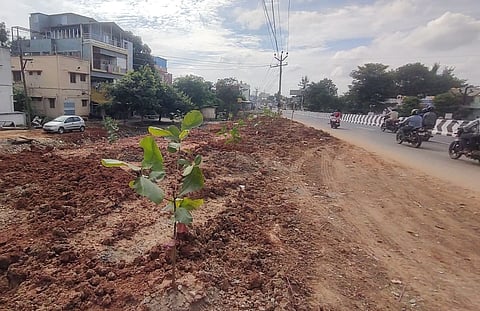 Hosur City Municipal Corporation converted garbage vulnerable points as green points at Annamalai Nagar and another near RC Church at Hosur in Krishnagiri district.