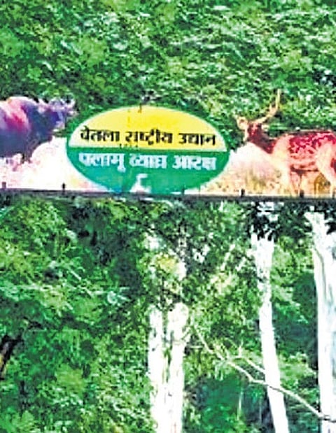 Ranchi Diary | No more closed vehicles at Betla National Park