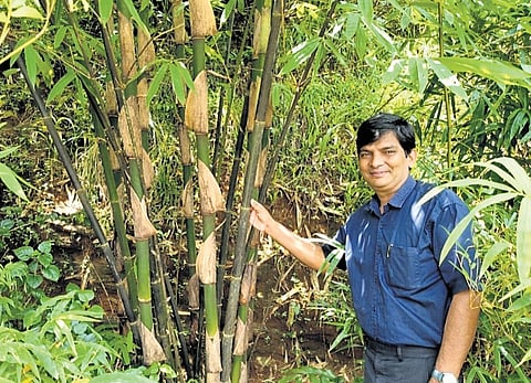 K C John at his bamboo farm near Kalladikode in Palakkad