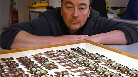 Australian butterfly heist