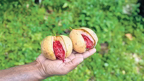 The Thottanal variety nutmeg developed by Pushkaran