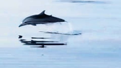 Striped dolphins were spotted off the Visakhapatnam coast.