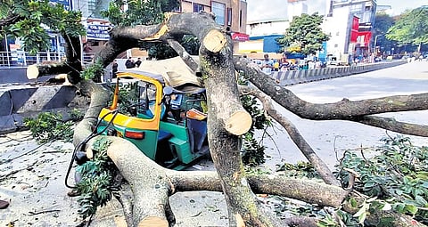 An autorickshaw lies crushed under the branches of a fallen tree, a result of the relentless onslaught of 65-mm rain that battered Bengaluru through Thursday night.