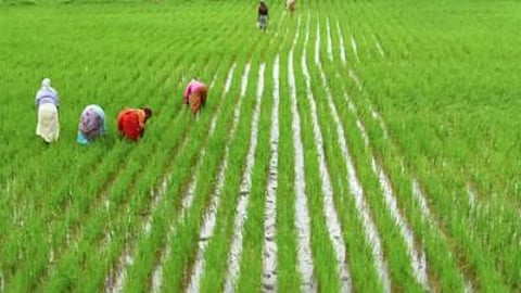 Sources in the FS&CW department said that Odisha farmers will continue to get Rs 3,100 per quintal in the current kharif marketing season