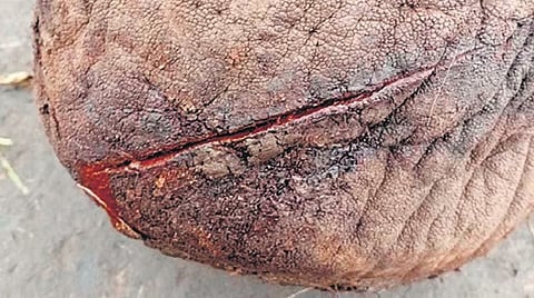 The injured foot of the elephant