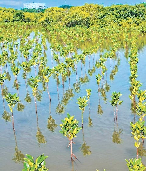 Tamil Nadu is turning to its coastal communities to lead one of India’s most ambitious mangrove revival programmes.