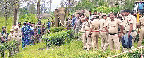 Around 100 staff members consisting of anti-poaching watchers, range officers and others were involved in the capture.