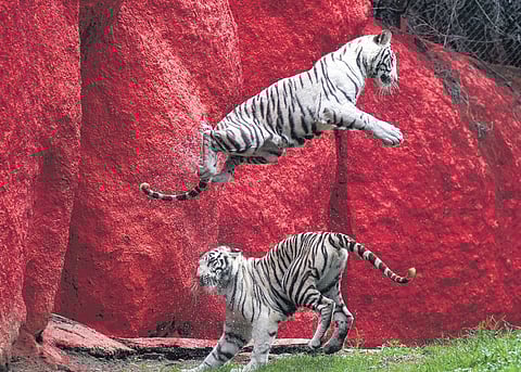 Two white tiger cubs engage in playful sparring at the Nehru Zoological Park in Hyderabad on Wednesday.
