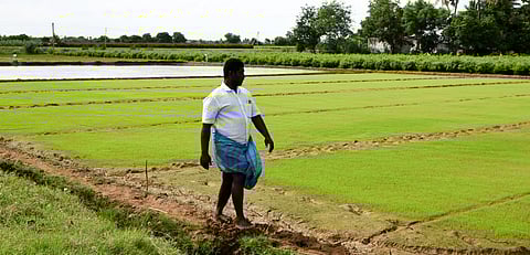 A view of samba paddy nursery cultivated land at Koppu near Tiruchy on Wednesday: