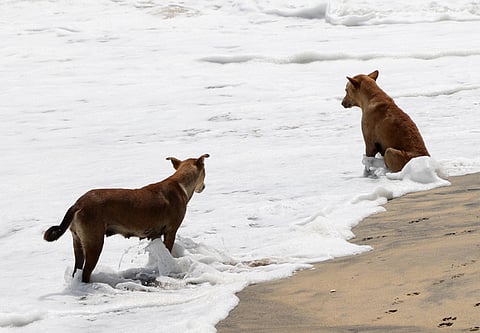 After capturing, the dogs were taken to the ABC centre at Vandithadam and then moved to the shelter after recovery.