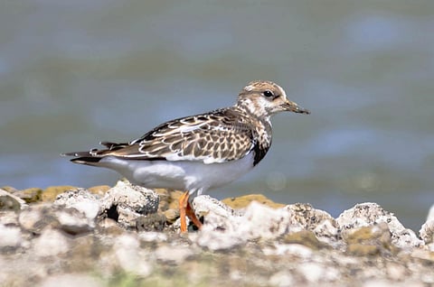 Ruddy Turnstone