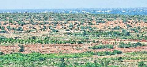 A view of the Jerdon’s Courser habitat, and the image of the bird.