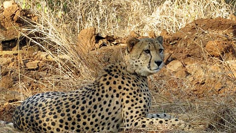 Representative Image