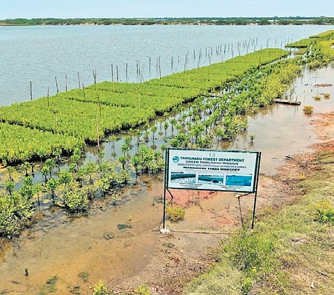 Pichavaram forest is one of the largest mangrove ecosystems in India and is home to diverse flora and fauna.