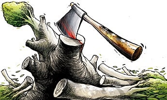 According to the petition, Pachhikote DPF is home to Odisha’s only Sal forest within the Jajpur Road range.