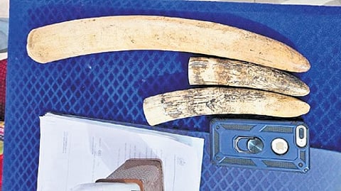 The tusks seized from the accused.