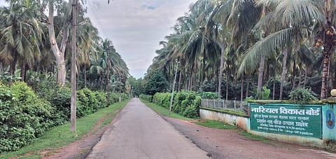 Kondagaon DSP coconut farms.
