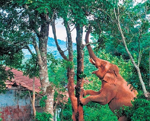 Kerala throws open the gates of its national parks, tiger reserves, and wildlife sanctuaries with free entry from October 2 to 8, marking the celebrations of Wildlife Week 2025.