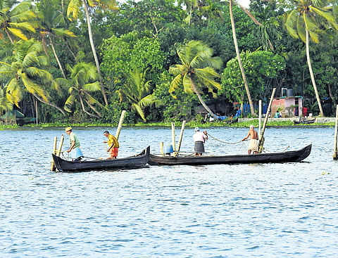 Inland fishermen casting net in the lower parts of Vembanad lake on Monday. The fish count carried out by NGOs found that many species are diminishing drastically due to pollution and other ecological problems