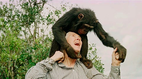 Jane Goodall plays with Bahati, a 3-year-old female chimpanzee, at the Sweetwaters Chimpanzee Sanctuary near Nanyuki, north of Nairobi, on Dec. 6, 1997.