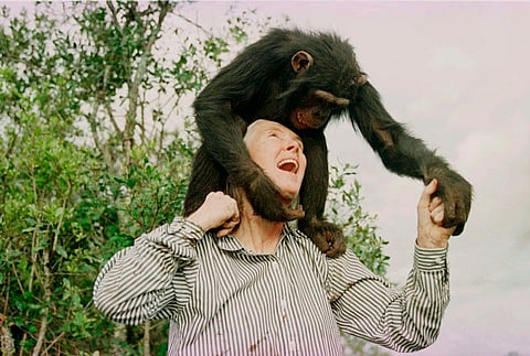 Jane Goodall plays with Bahati, a 3-year-old female chimpanzee, at the Sweetwaters Chimpanzee Sanctuary near Nanyuki, north of Nairobi, on Dec. 6, 1997.