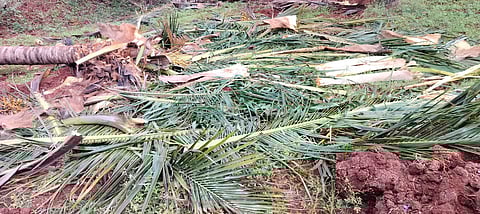 Farmers of Vadakarai alleged that the forest department has not taken sufficient steps to prevent wild elephants from intruding into their farms.