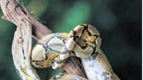 Fear not the python, Kochi. They are friends, not foes