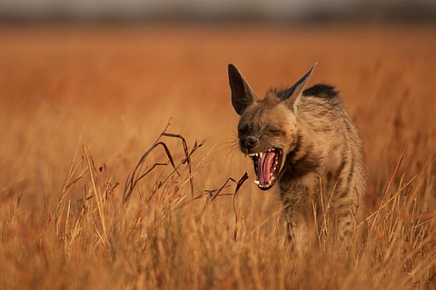 The striped hyena