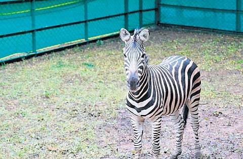 A zebra from Gujarat at the Nehru Zoological Park in Hyderabad on Monday