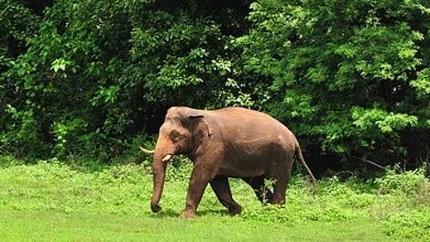 He added that wild elephant threats continue in western areas like Kodayar and urged the corporation to take measures to protect workers.