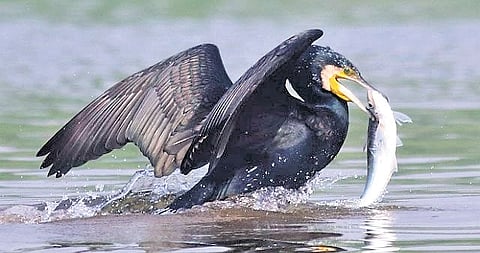 An Indian cormorant hunting fish (Below) An oriental darter