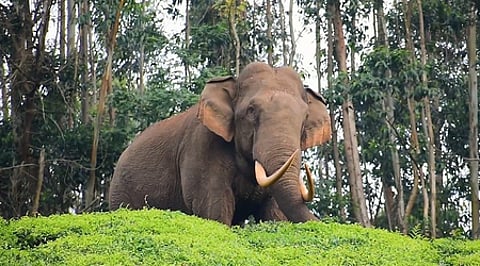 In the last decade, between 2015-16 and 2024-25, 842 elephants died in the state, which included 111 in deliberate electrocution