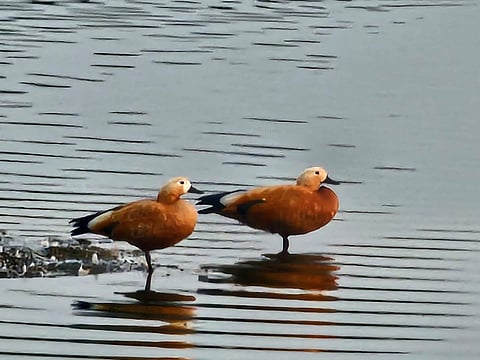 Ruddy shelducks spotted at the Asan Wetland—Uttarakhand’s first Ramsar site and conservation reserve.