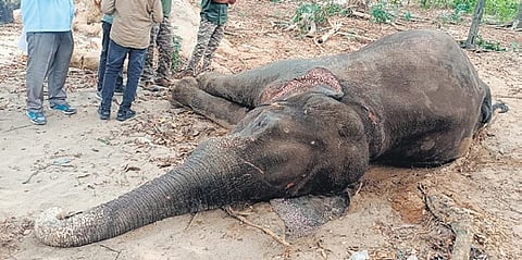 The carcass of the makhna elephant that was taken care of by Kerala and TN forest departments’ staff