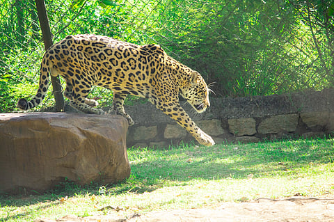 Kusha had been a star attraction at the zoo for nearly a decade, admired by visitors and staff alike.