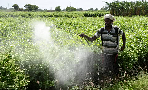 A jasmine flower farmer spraying fertilizer in his field