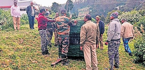 Cage and traps being set up to capture the leopard that has killed three pet dogs and remains on the run.