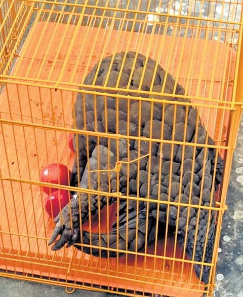 Acting on a tip-off, task force and anti-poaching teams laid a trap posing as buyers offering Rs 5 lakh.