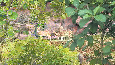 Spotted dear at the zoo