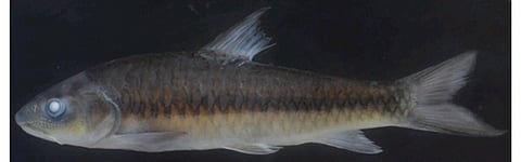 The Mahseer is not only a symbol of pristine freshwater ecosystems but is also endangered due to overfishing, habitat loss, and pollution.