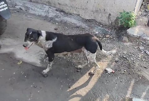 The Dog that mauled the kid in Nerkundram near Maduravoyal on Thursday evening.