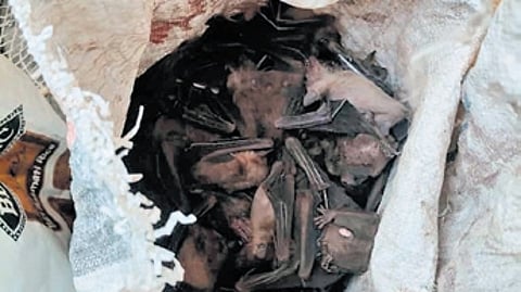 Acting on a tip-off, forest officials intercepted the auto on NH-55 near Kapursingh at around 4 pm and on searching the vehicle found the bats packed in two bags.