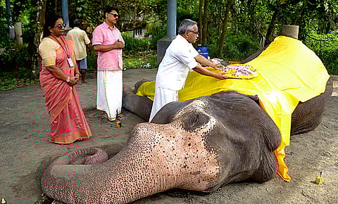 Final rites conducted for the deceased elephant Guruvayur Gokul.