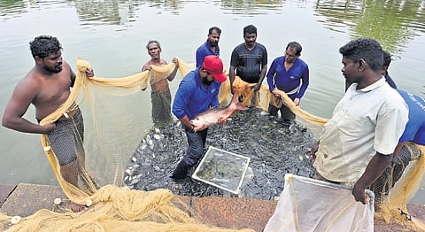Workers engaged in relocating fish from the historic Padmatheertham at Sree Padmanabhaswamy Temple in Thiruvananthapuram on Tuesday