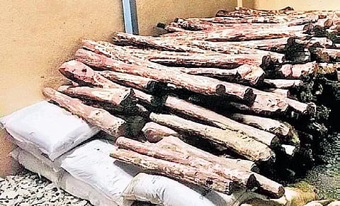 Since Karnataka’s sandalwood is of supreme quality, Australia took the seeds from Karnataka in the 1990s and harvested them in a secure environment.