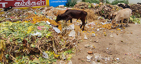 A large amount of waste left uncleared in the Mattuthavani vegetable market attracts stray cattle in Madurai.