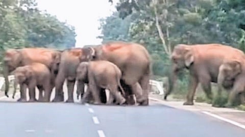The elephant herd crossing the Athagarh-Munduli road near Dalakhai temple on Tuesday evening