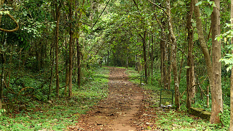 The trail that leads to the Panamkuzhy eco spot